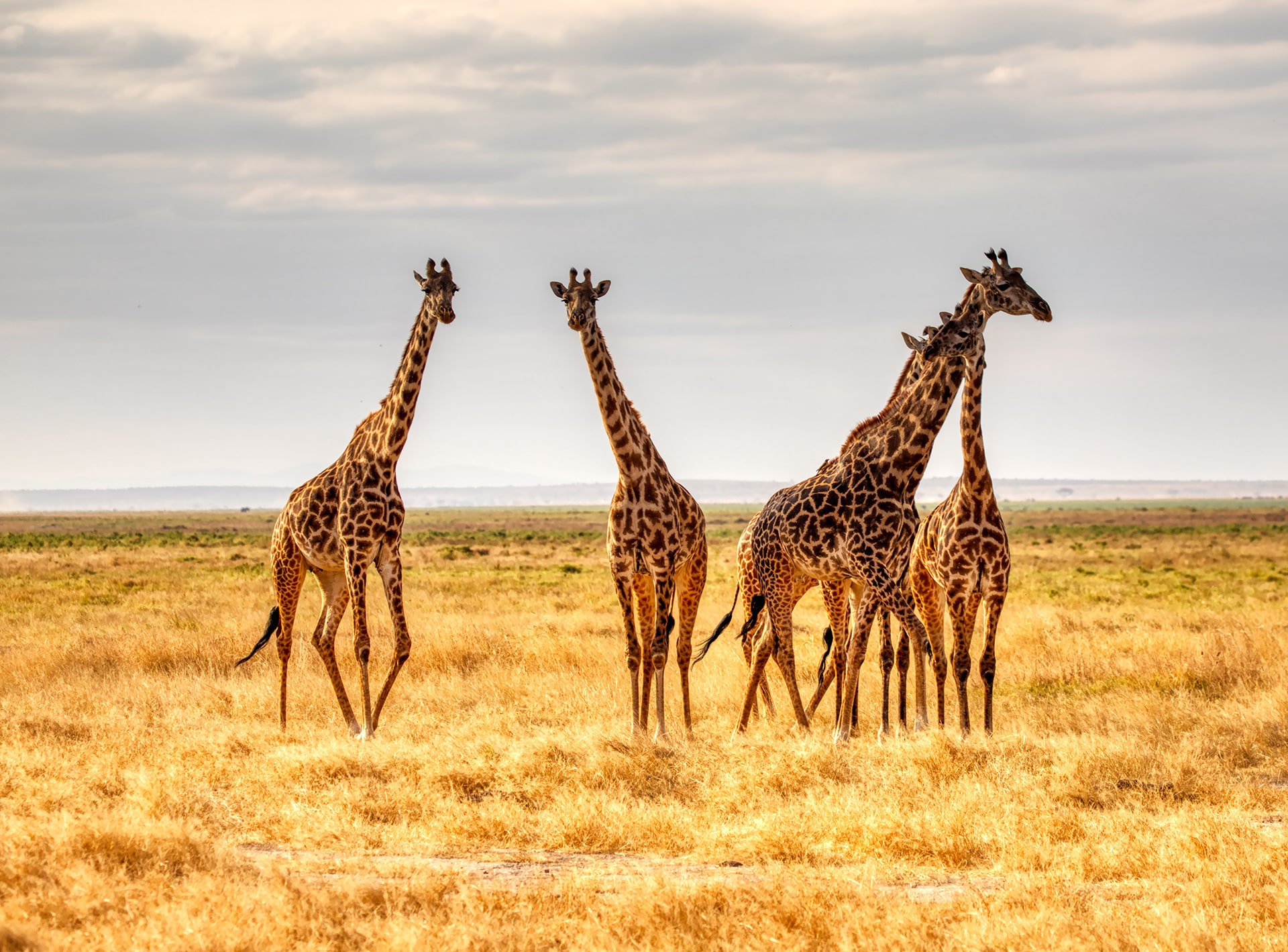 Africa as it is: amazing nature & wildlife tour