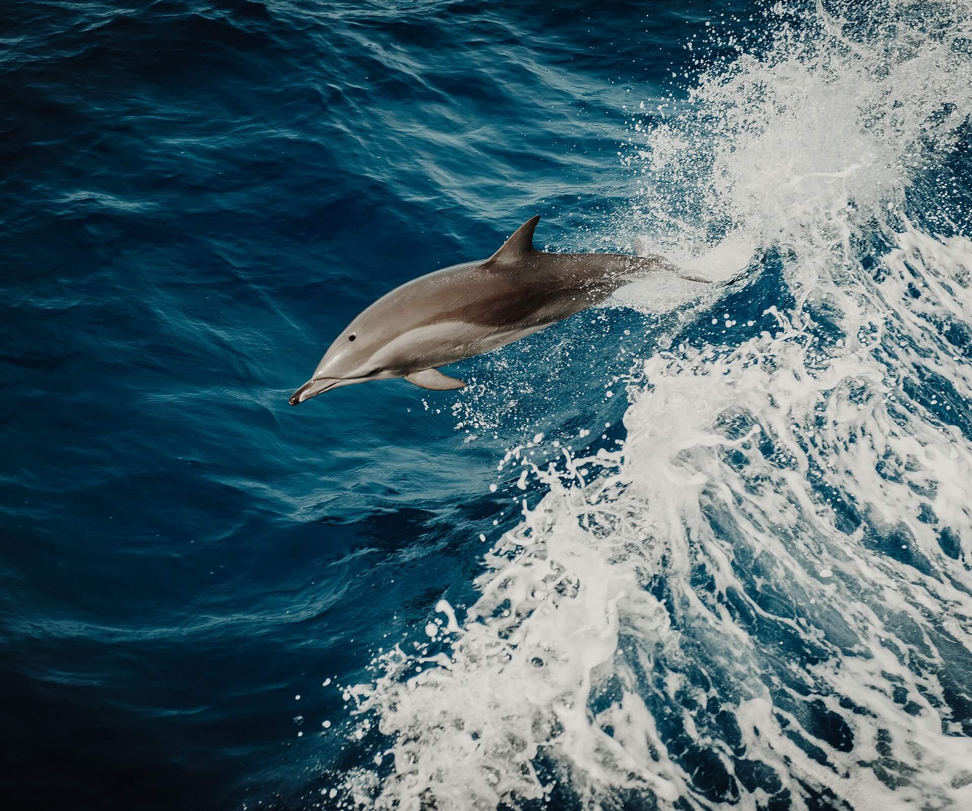 Five ocean trips to watch dolphins and whales